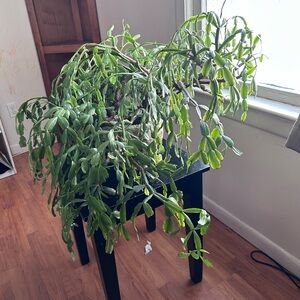 True Christmas Cactus cuttings